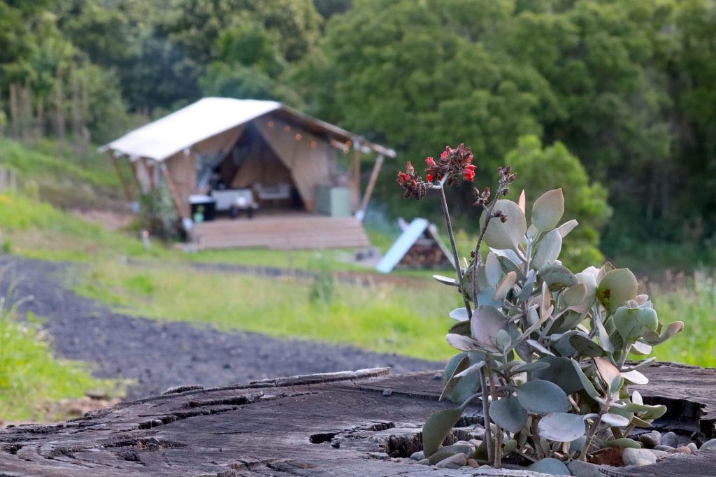 Cicada Luxury Camping