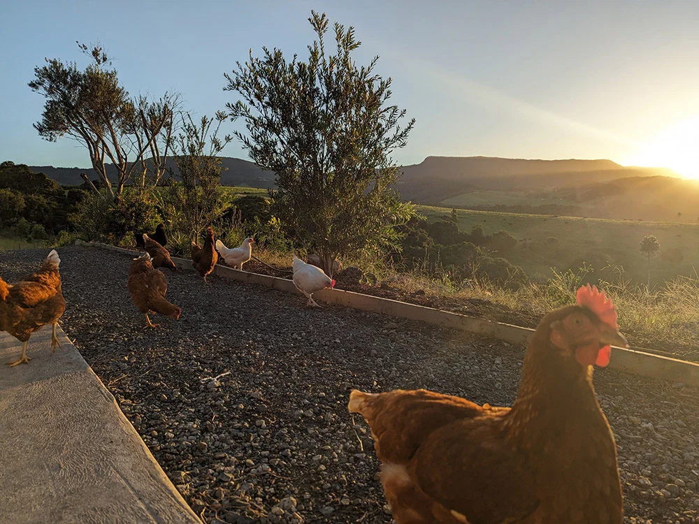 chickens2 glamping near sydney chickens2 glamping near sydney
